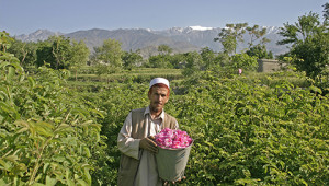 Dr. Hauschka Huile essentielle de rose d’Afghanistan