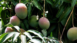 Dr. Hauschka Beurre de mangue d’Inde