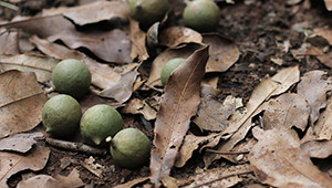 Dr. Hauschka Noix macadamia du Kenya Dr. Hauschka Noix macadamia du Kenya