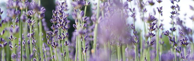 Dr. Hauschka payment & shipping costs - Lavender